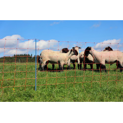 OviNet Premium AKO Naranja