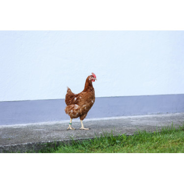 Anillos de identificación en espiral para gallinas Kerbl Hobbyfarming