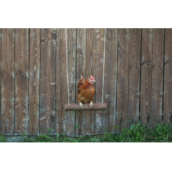 Columpio para gallinas Kerbl Hobbyfarming Columpio para gallinas Kerbl Hobbyfarming