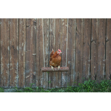 Columpio para gallinas Kerbl Hobbyfarming Columpio para gallinas Kerbl Hobbyfarming