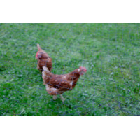 Red protectora para aves AKO Negro