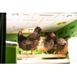 Coop Móvil Kerbl Hobbyfarming Verde / blanco Coop Móvil Kerbl Hobbyfarming Verde / blanco