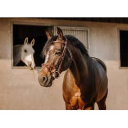 Cabezada de montar ERIC THOMAS Crown Havana Marrón