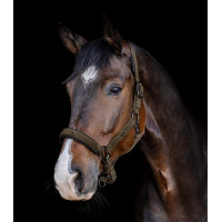 Cabezada Waldhausen St. Gallen Marrón verde Marr&amp;oacute;n