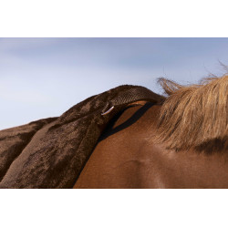 Mantilla de monta a pelo NORTON Confort Castaño Marrón