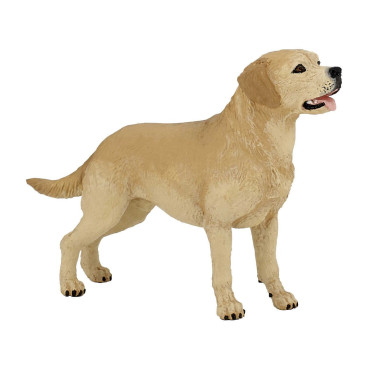 Labrador Papo
