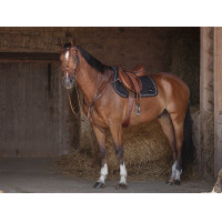 Cincha combinada Eric Thomas Hybrid Havana Marrón