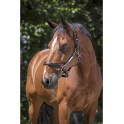 Cabezada de cuero Norton Pro Grooming Negro