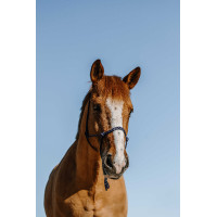 Licol éthologique NORTON - Nylon Marino Azul marino