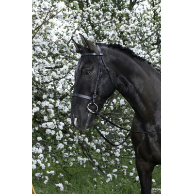 Cabezada Riding World muserola francesa Negro
