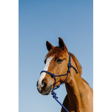 Licol éthologique + longe NORTON - Duo Azúl / negro Licol éthologique + longe NORTON - Duo Azúl / negro