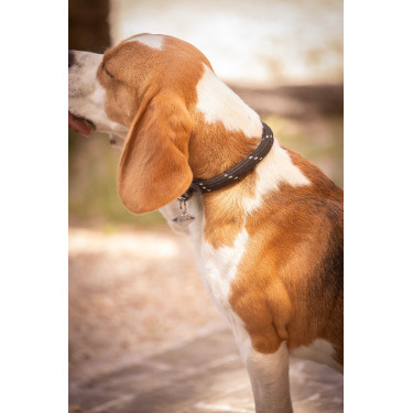 Collar para perro Penelope Billie Collar para perro Penelope Billie