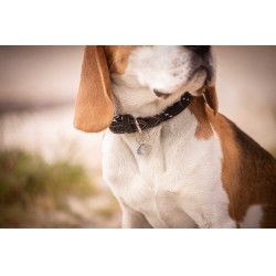 Collar para perro Penelope Billie