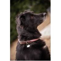 Collar para perro Penelope Billie Rosa / lurex