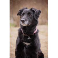 Collar para perro Penelope Billie Rosa / lurex