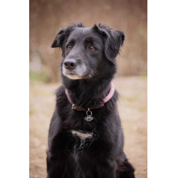 Collar para perro Penelope Billie Rosa / lurex