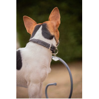 Collar para perro Pénélope Olie Havana Marrón