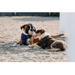 Arnés para perros RIDING WORLD - Simba Marino Azul marino