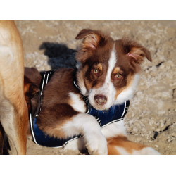 Arnés para perros RIDING WORLD - Simba Marino Azul marino