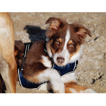 Arnés para perros RIDING WORLD - Simba Marino Azul marino