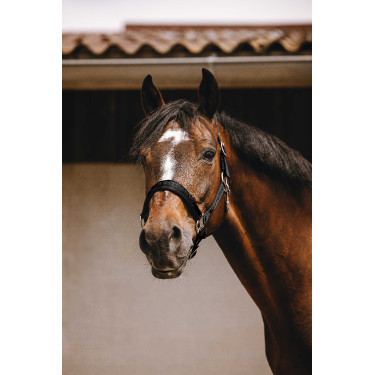 Cabezada de nailon Equithème Jacquard Negro