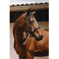 Cabezada de nailon Equithème Jacquard Castaño Marrón Cabezada de nailon Equithème Jacquard Castaño Marrón