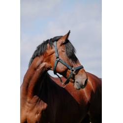 Cabezada Riding World Cushion Marino Azul marino