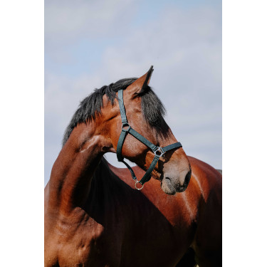 Cabezada Riding World Cushion Marino Azul marino