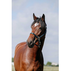 Cabezada Riding World Cushion Marino Azul marino