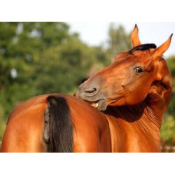 Crema Animaderm Derfen™ Original