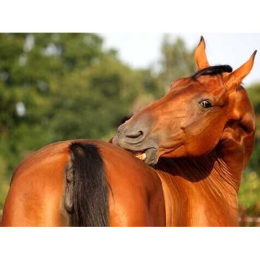 Crema Animaderm Derfen™ Original