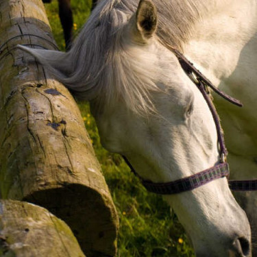 Repelente ANIMADERM Derfly Repelente ANIMADERM Derfly