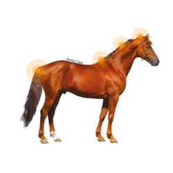 Loción Animaderm Clear