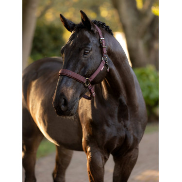 Licol LeMieux Essence Ciruela damascena Violeta