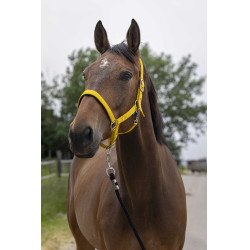 NORTON Satine Cariño Amarillo