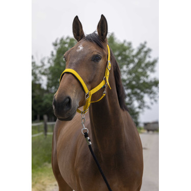 NORTON Satine Cariño Amarillo