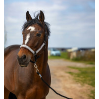 Cabezada de cuadra EQUITHÈME Nylon Check Negro / marrón