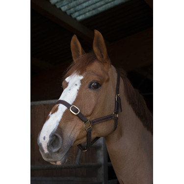 Cabezada Norton Club Cuir Havana Marrón