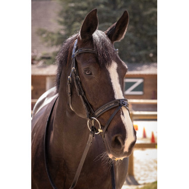 Cabezada Pénélope Smoothie Negro