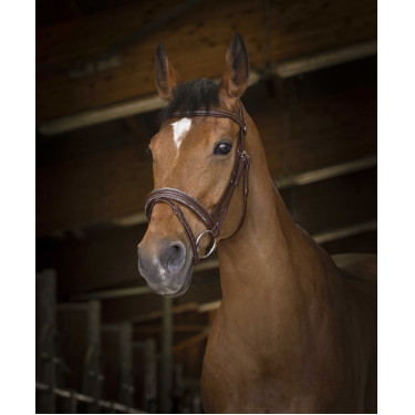 Cabezada de montar Norton Pro Rock Havana Marrón Cabezada de montar Norton Pro Rock Havana Marrón