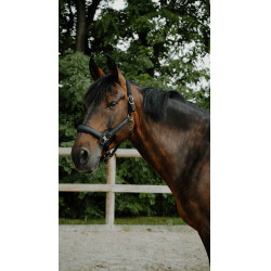 Licol EQUITHÈME - Glowy Negro / negro