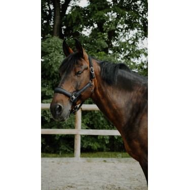 Licol EQUITHÈME - Glowy Negro / negro