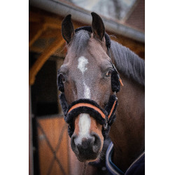 Cabezada de cuadra Pénélope Soft Negro