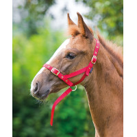 Cabezada de cuadra potro Shires para caballos