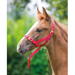 Cabezada de cuadra potro Shires para caballos
