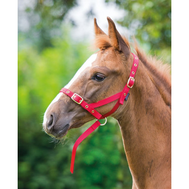 Cabezada de cuadra potro Shires para caballos