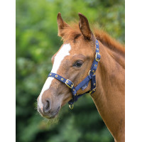 Cabezada de cuadra potro Shires para caballos