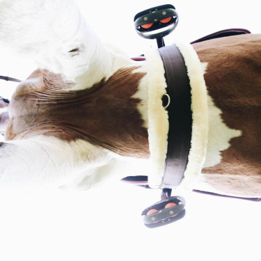 Cincha oveja Kentucky Castaño Marrón