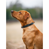 Collar para perro Equestrian Stockholm clean Lunes dramático