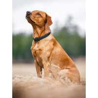 Collar para perro Equestrian Stockholm clean Lunes dramático